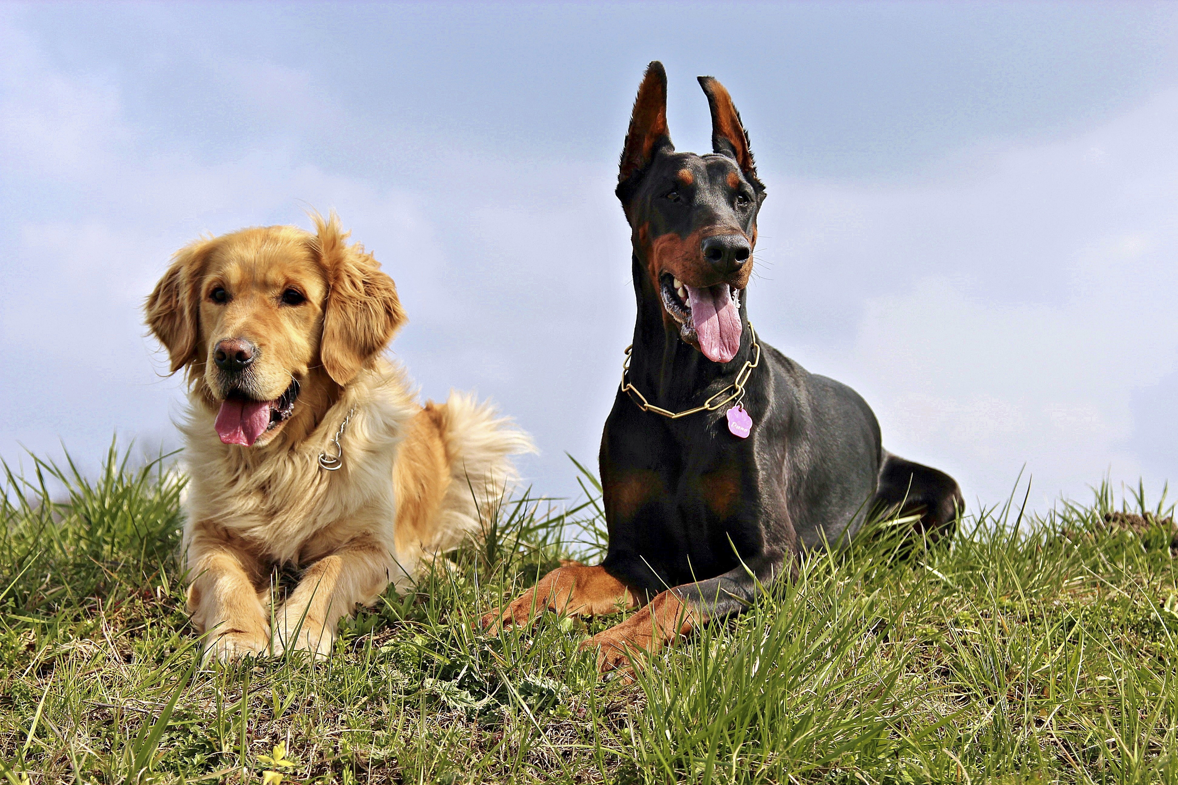 Pensione per cani