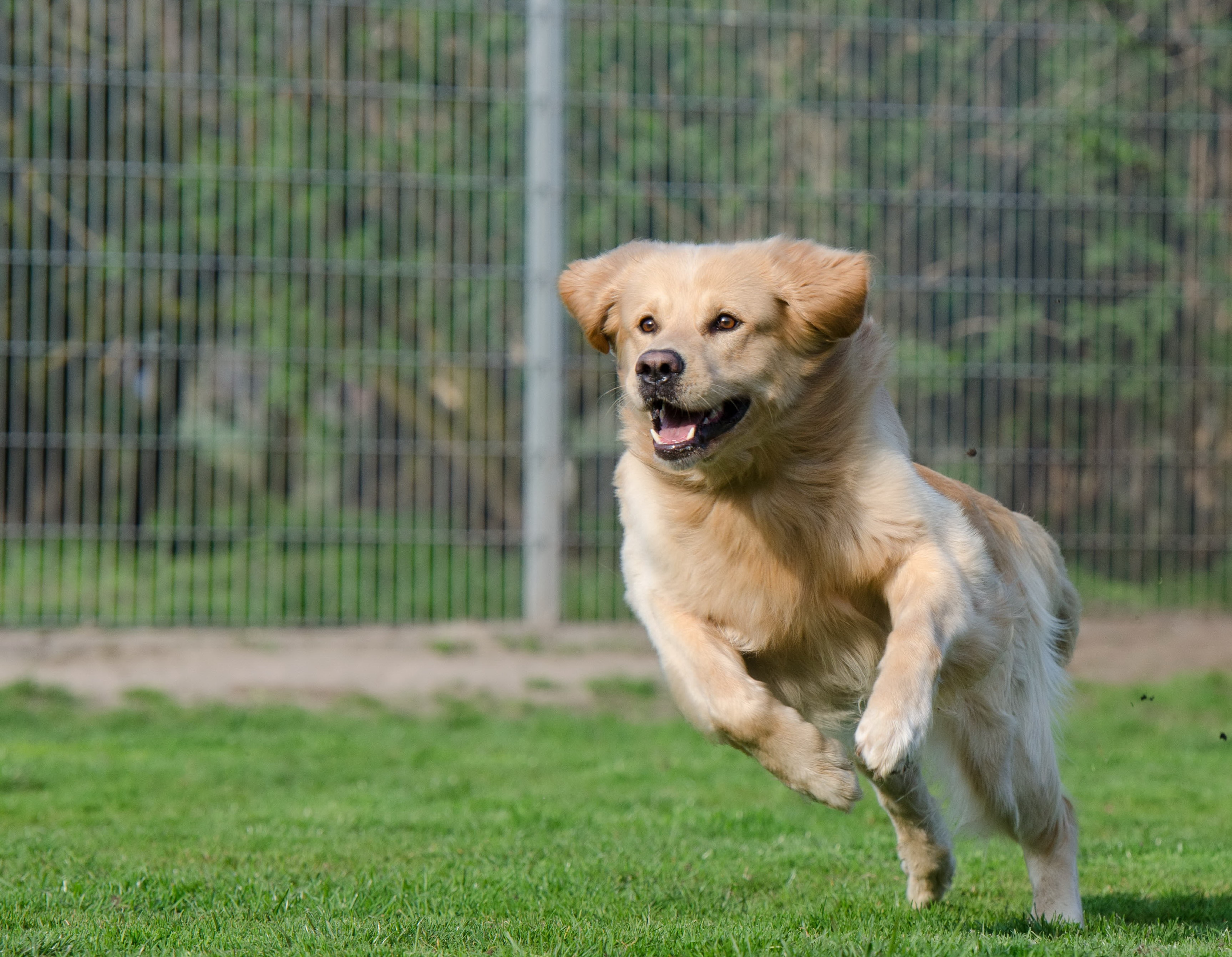 Golden suite pensione per cani Max and the dogs