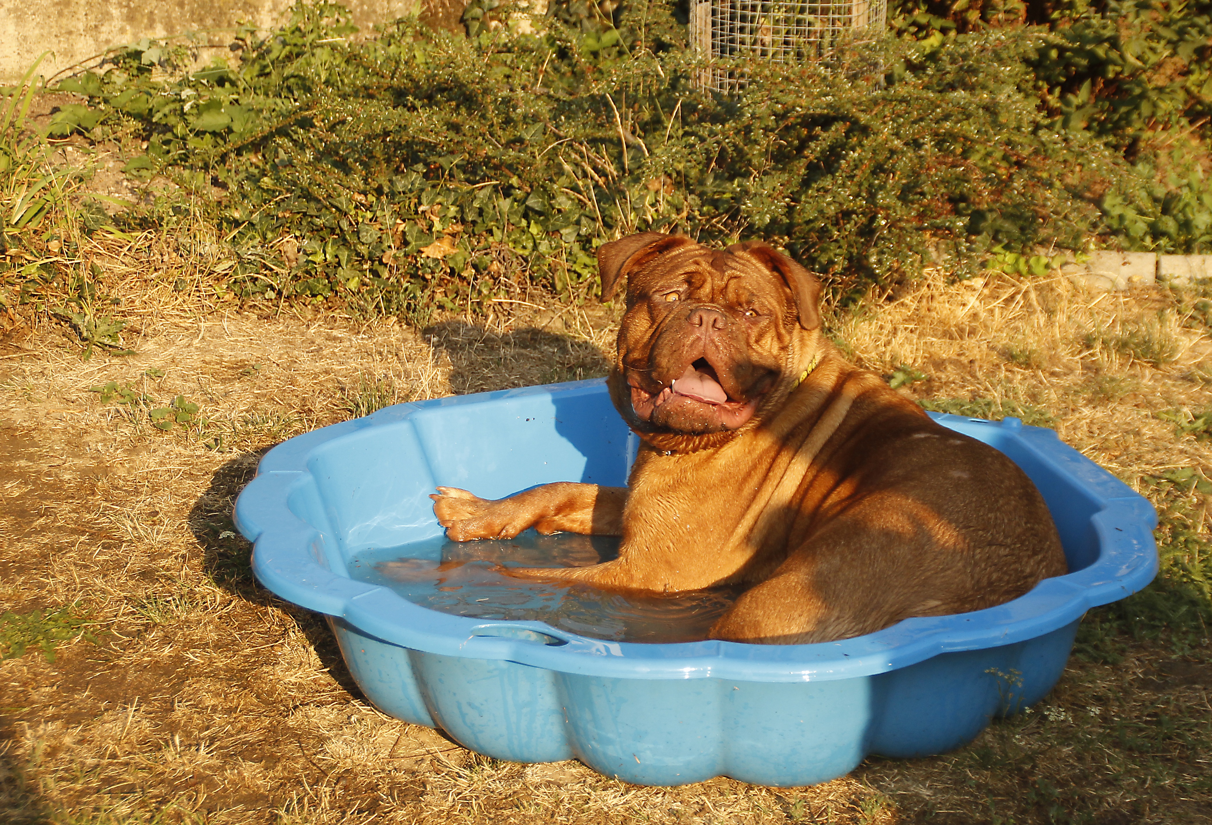 shiatsu e ozonoterapia per cani