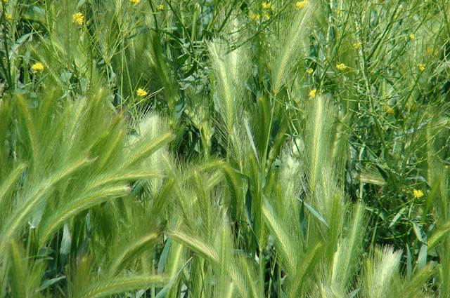 Forasacchi, il pericolo nascosto