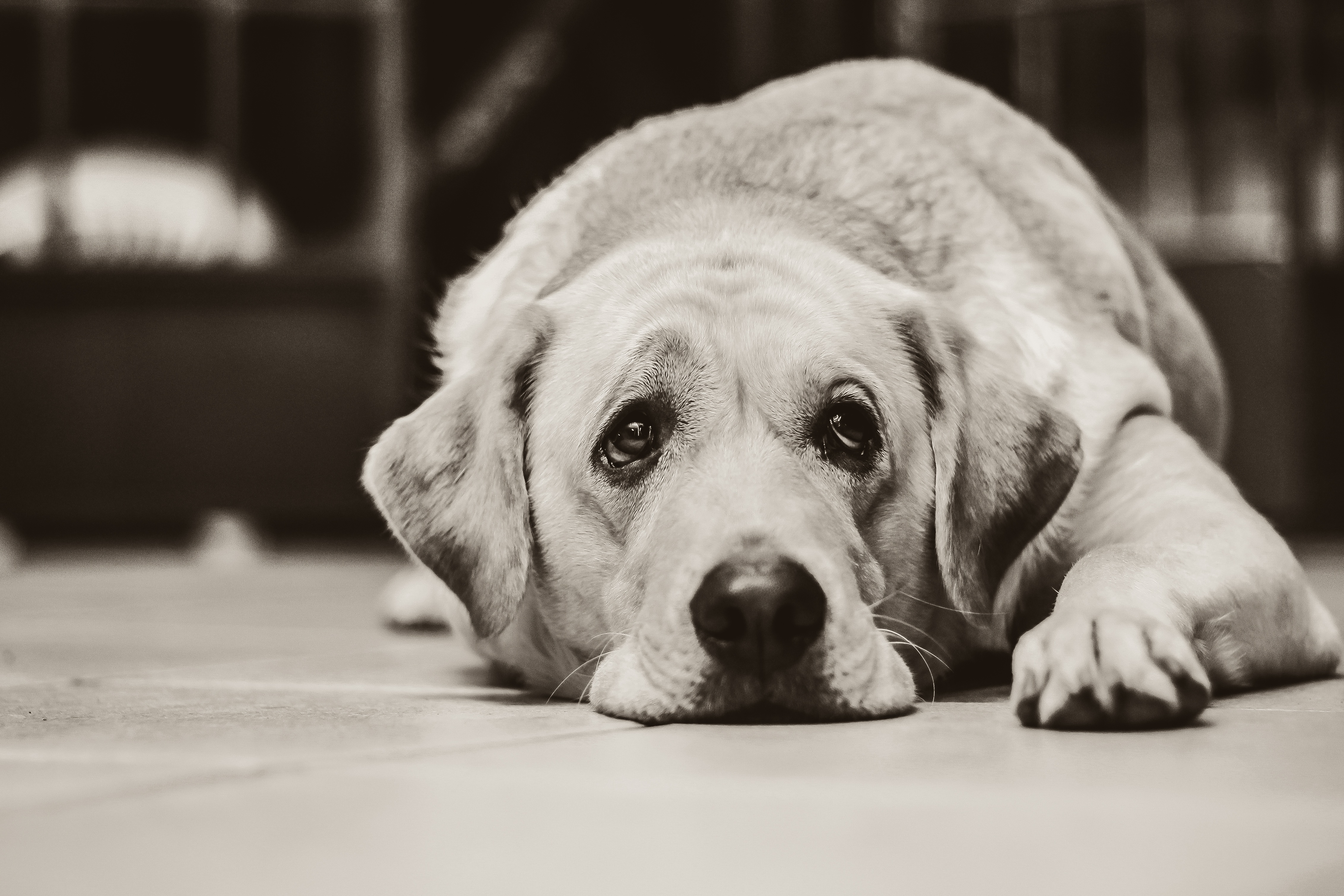 Stress da cambio casa nel cane