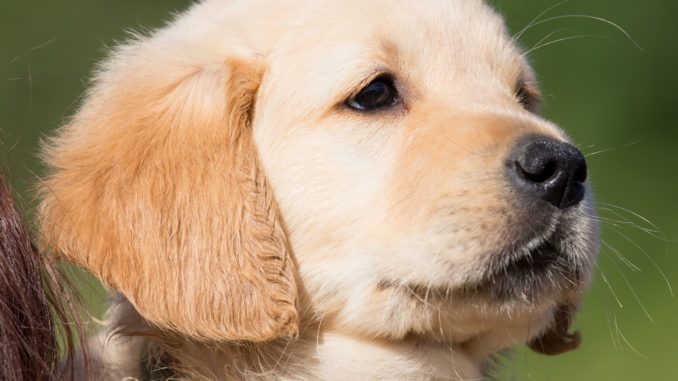 Golden Retriever cucciolo Golden Retriever cucciolo