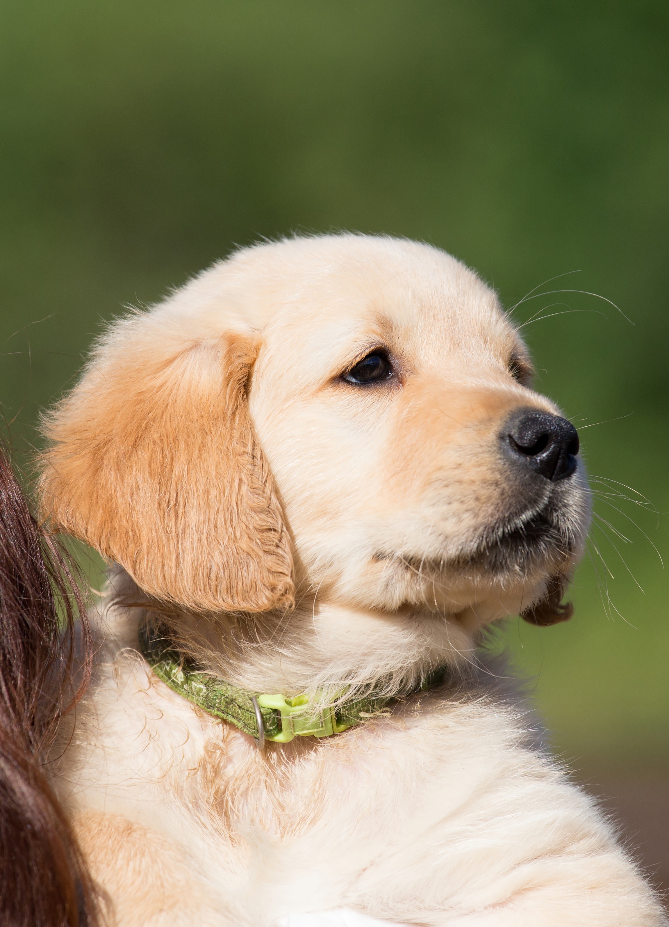 Golden Retriever cucciolo